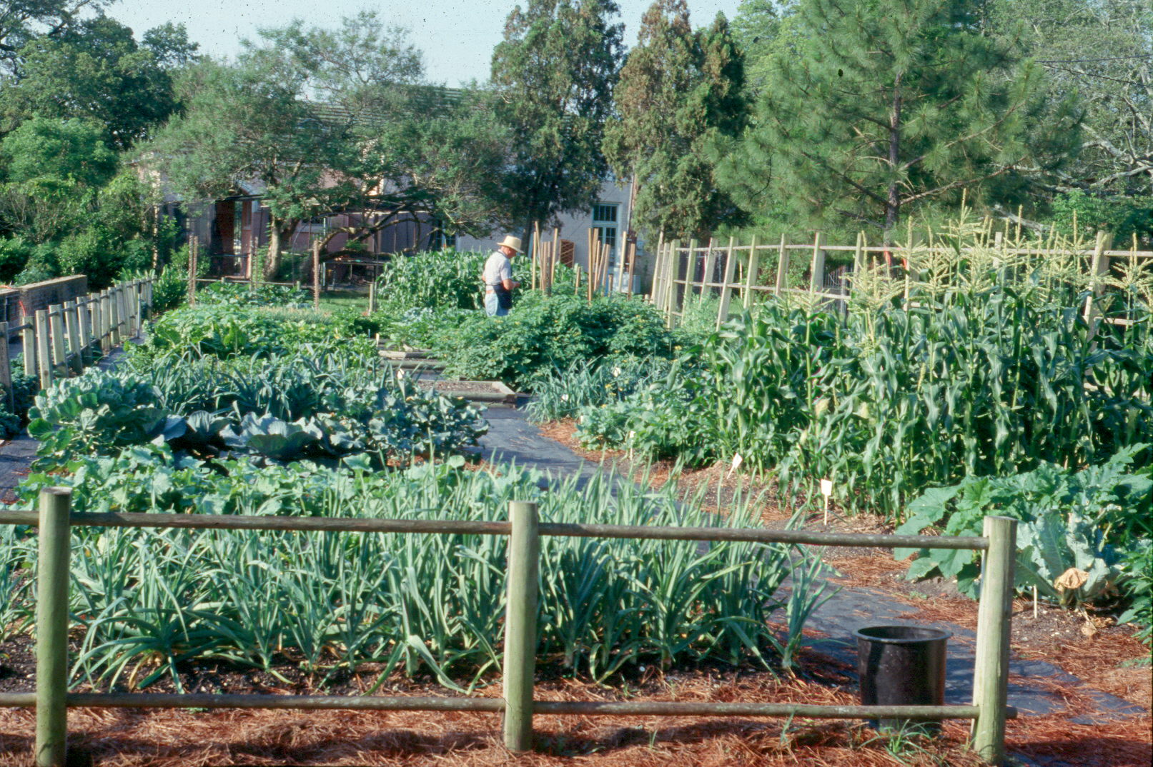 Growing sweet corn isn't difficult